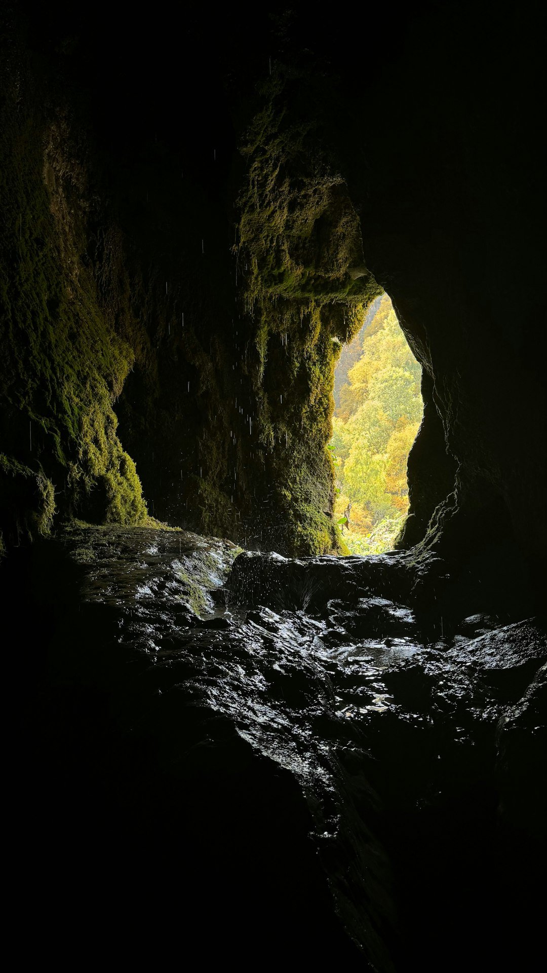 Gray Bats: The Year-Round Cave Specialists (image credits: unsplash)