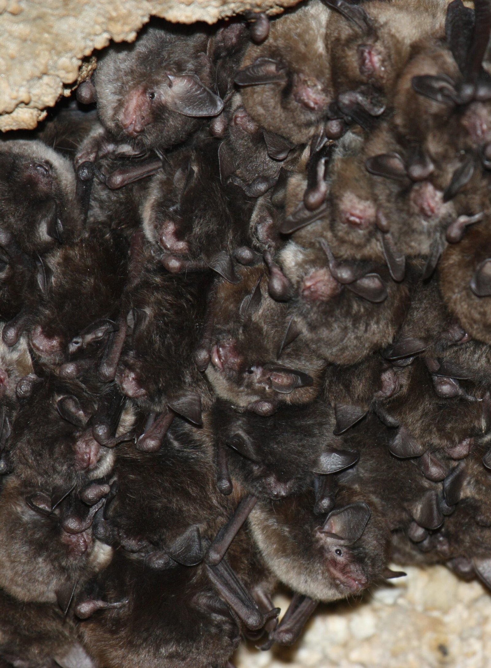 Indiana Bats: Crowded Winters, Perilous Summers (image credits: wikimedia)