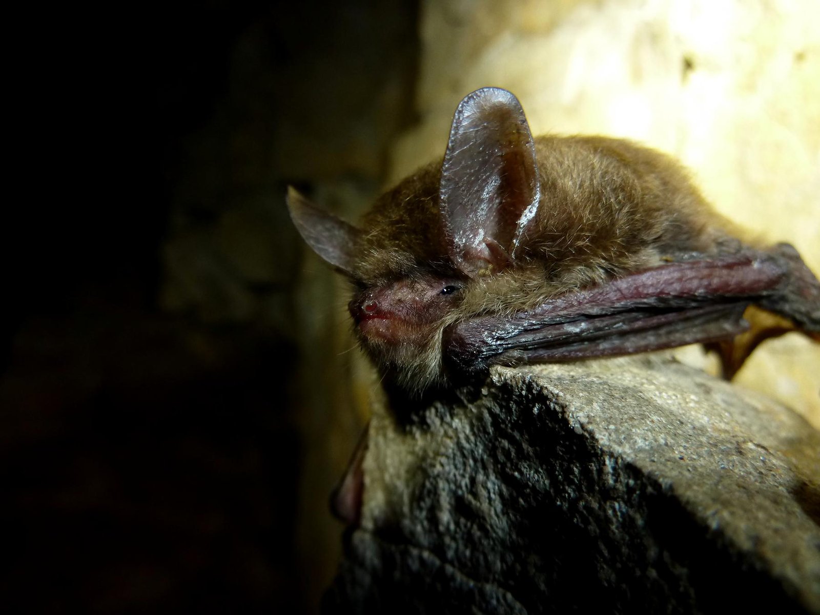 Winter Ghosts: Northern Long-eared and Tricolored Bats (image credits: wikimedia)