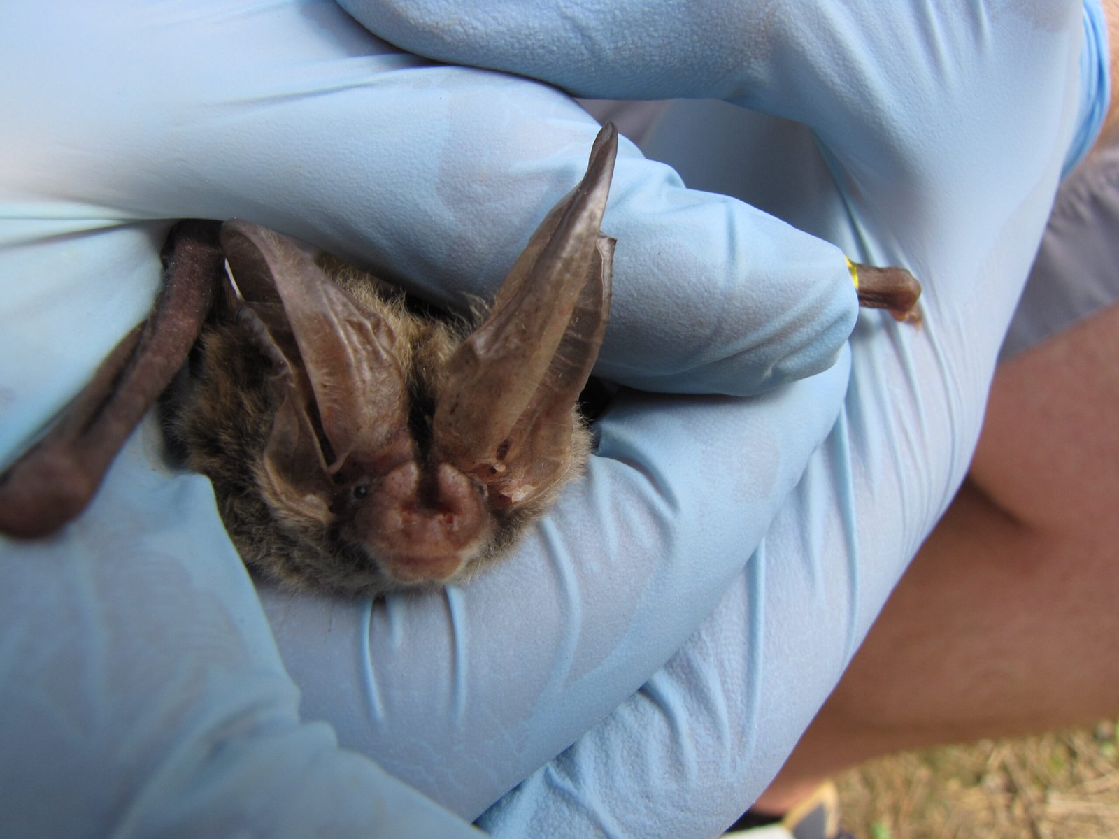 Quiet Holdouts: Rafinesque’s Big-eared, Little Brown, and Eastern Small-footed (image credits: wikimedia)