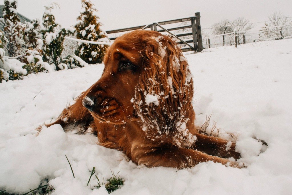 Cold, Physiology, and Breeds (image credits: rawpixel)