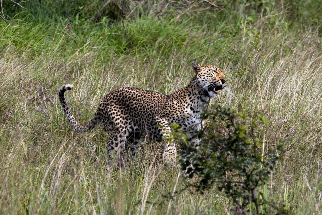 Predators on the Edge (image credits: unsplash)