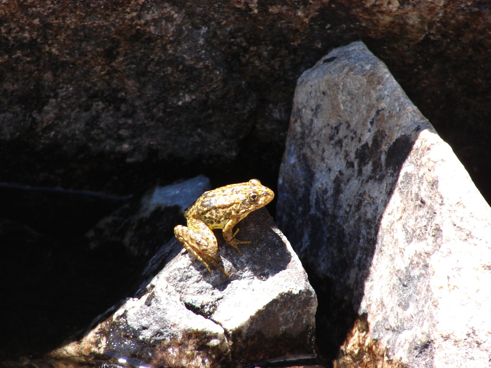 Forests Without Frogs (image credits: wikimedia)