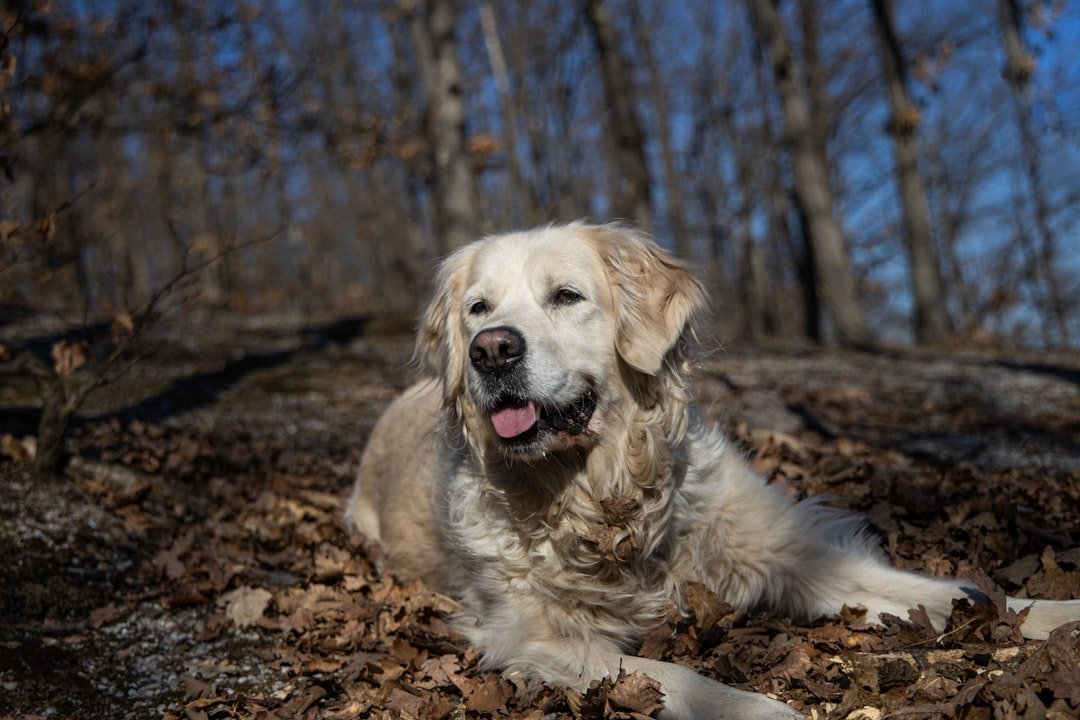 Golden Retrievers: California's Golden Children (image credits: unsplash)