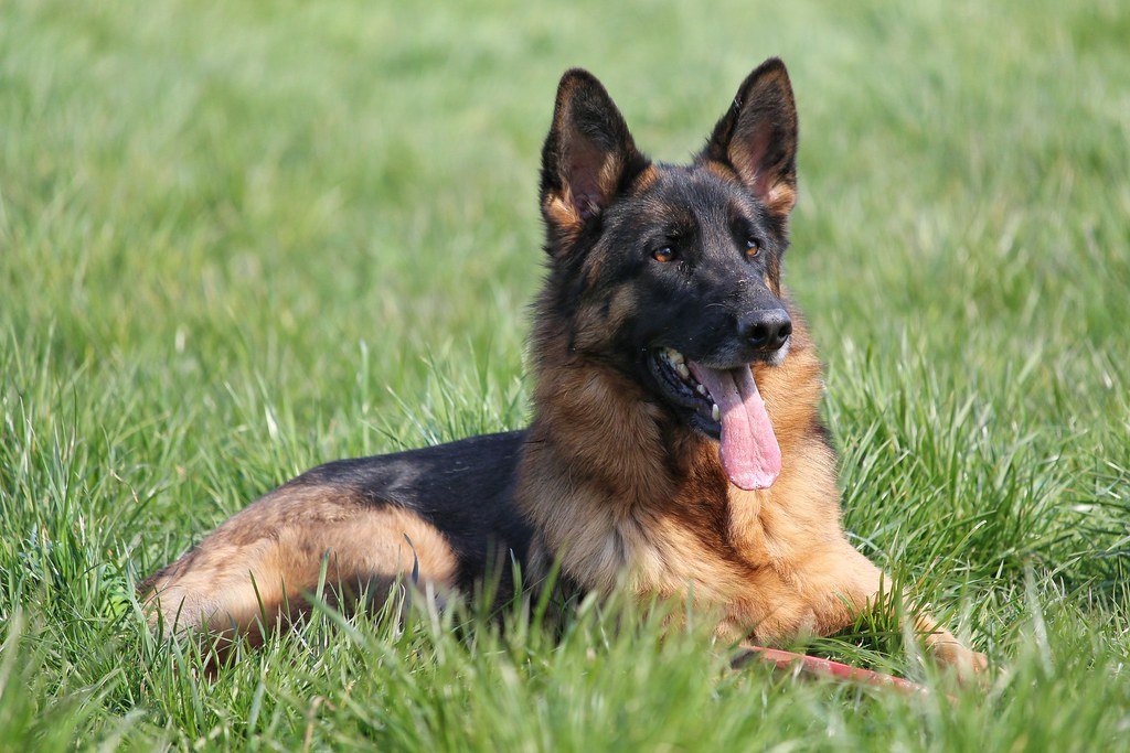 German Shepherds: The Ultimate California Companions (image credits: flickr)