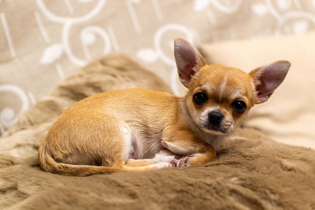 Chihuahuas: Small Dogs with California-Sized Personalities (image credits: unsplash)
