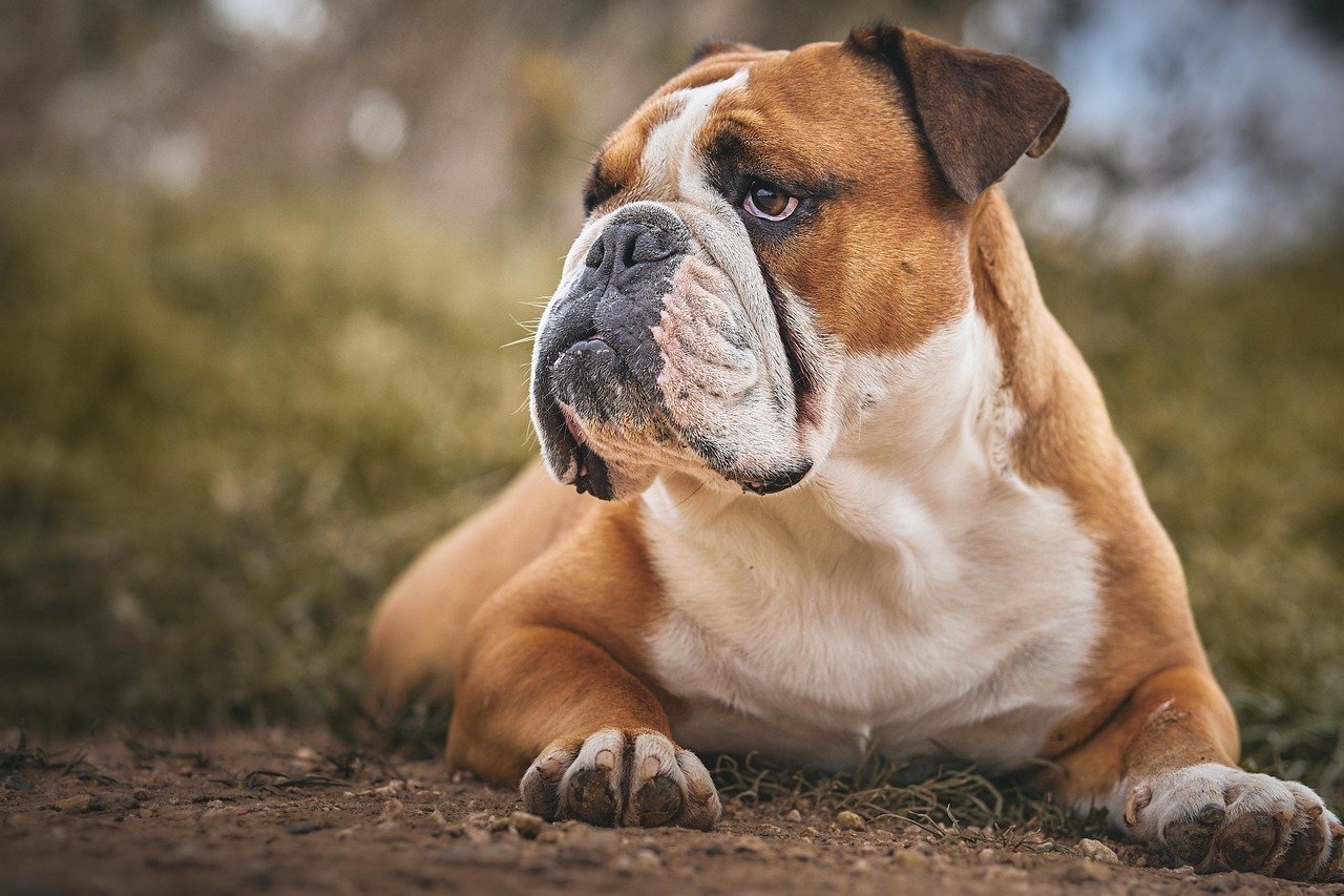 English Bulldogs: Laid-Back California Beach Vibes (image credits: pixabay)