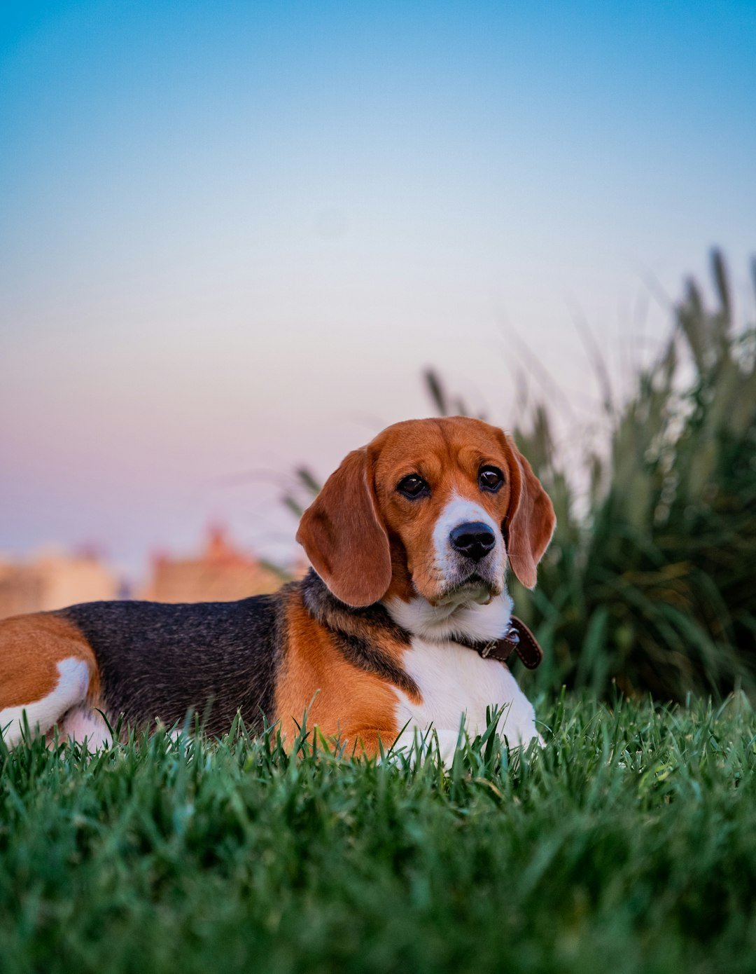 Beagles: California's Adventurous Escape Artists (image credits: unsplash)