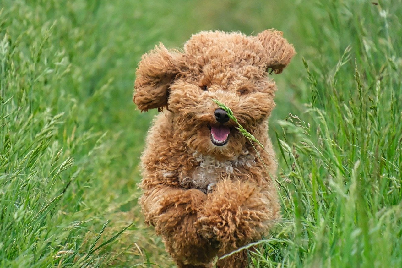 Poodles: California's Sophisticated Smarties (image credits: pixabay)