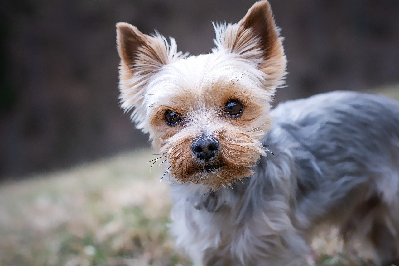Yorkshire Terriers: Tiny California Fashionistas (image credits: pixabay)
