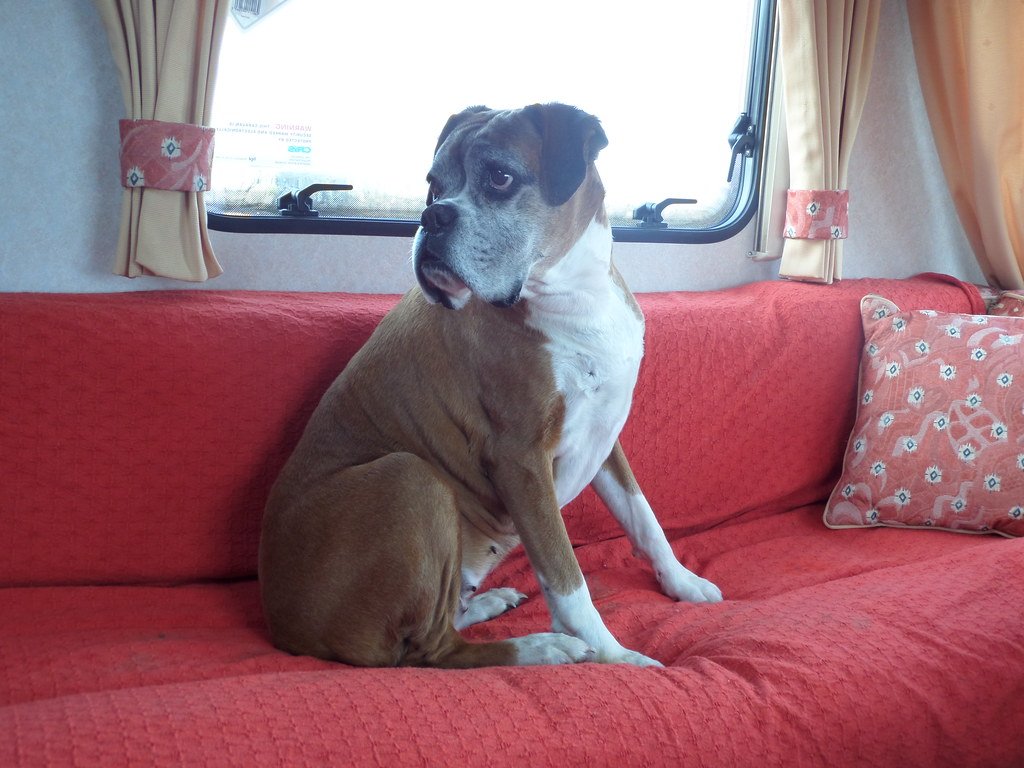 Boxers: California's Playful Athletes (image credits: flickr)