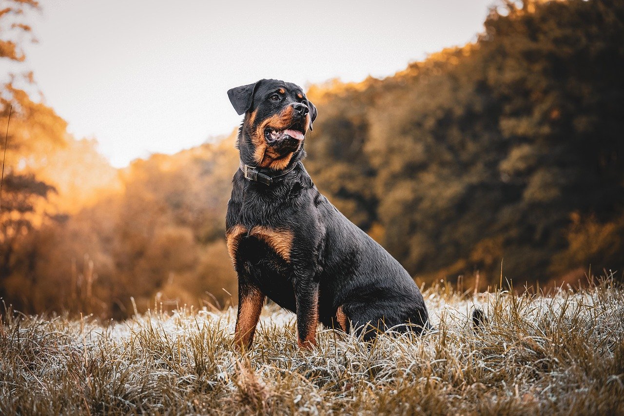 Rottweilers: California's Gentle Giants (image credits: pixabay)