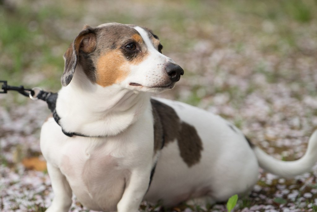 Dachshunds: California's Low-Riding Comedians (image credits: flickr)