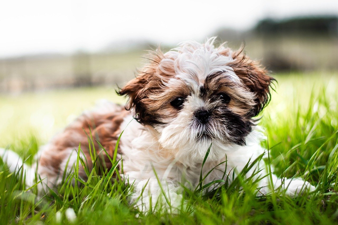 Shih Tzus: California's Cuddly Companions (image credits: pixabay)