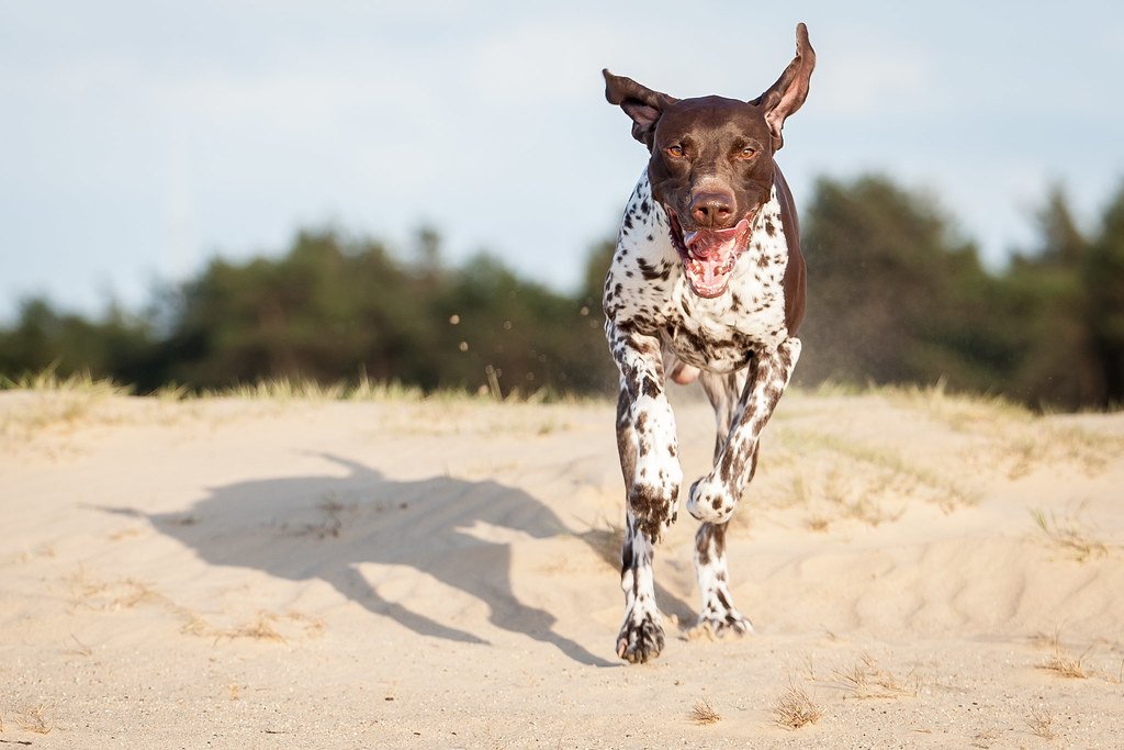German Shorthaired Pointers: California's Adventure Seekers (image credits: flickr)