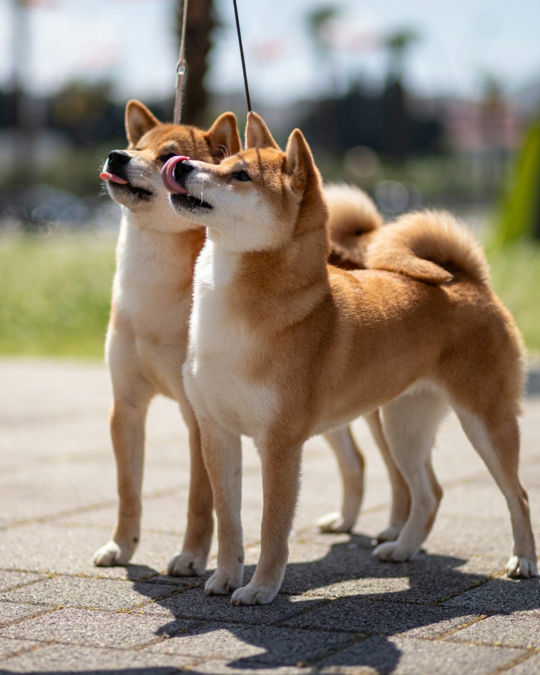 Breeds Built for Heat: The Classic Contenders (image credits: unsplash)