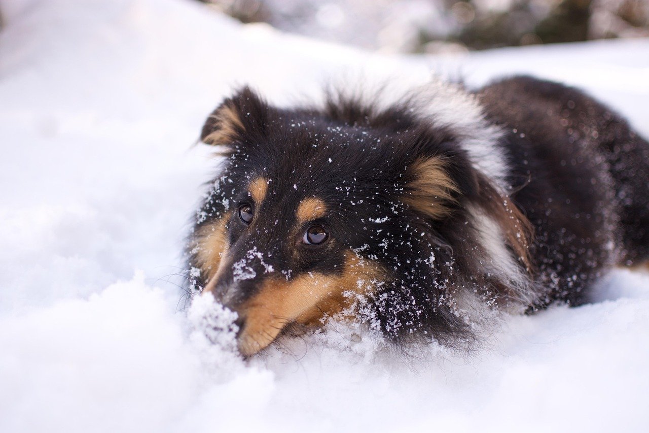 A New York Winter Legacy (image credits: pixabay)