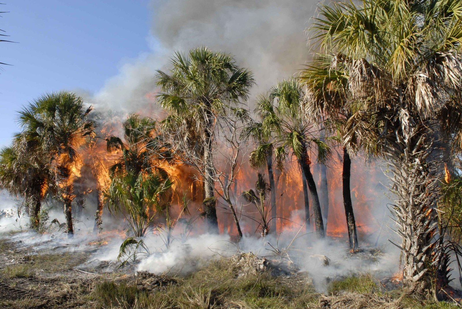 Fire Behavior Has Changed (image credits: wikimedia)