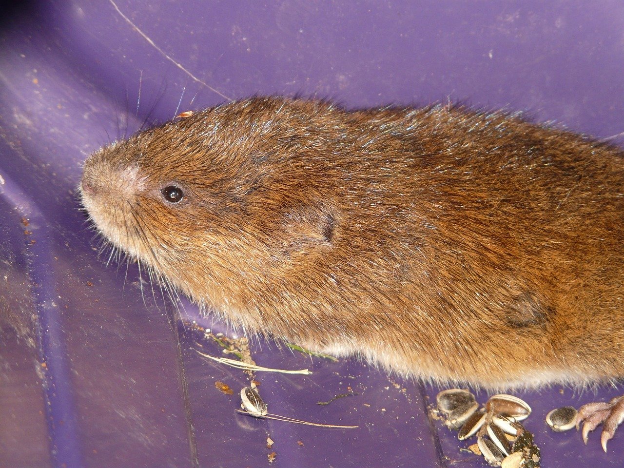 The Red Tree Vole - A Lifetime Above Ground (image credits: pixabay)