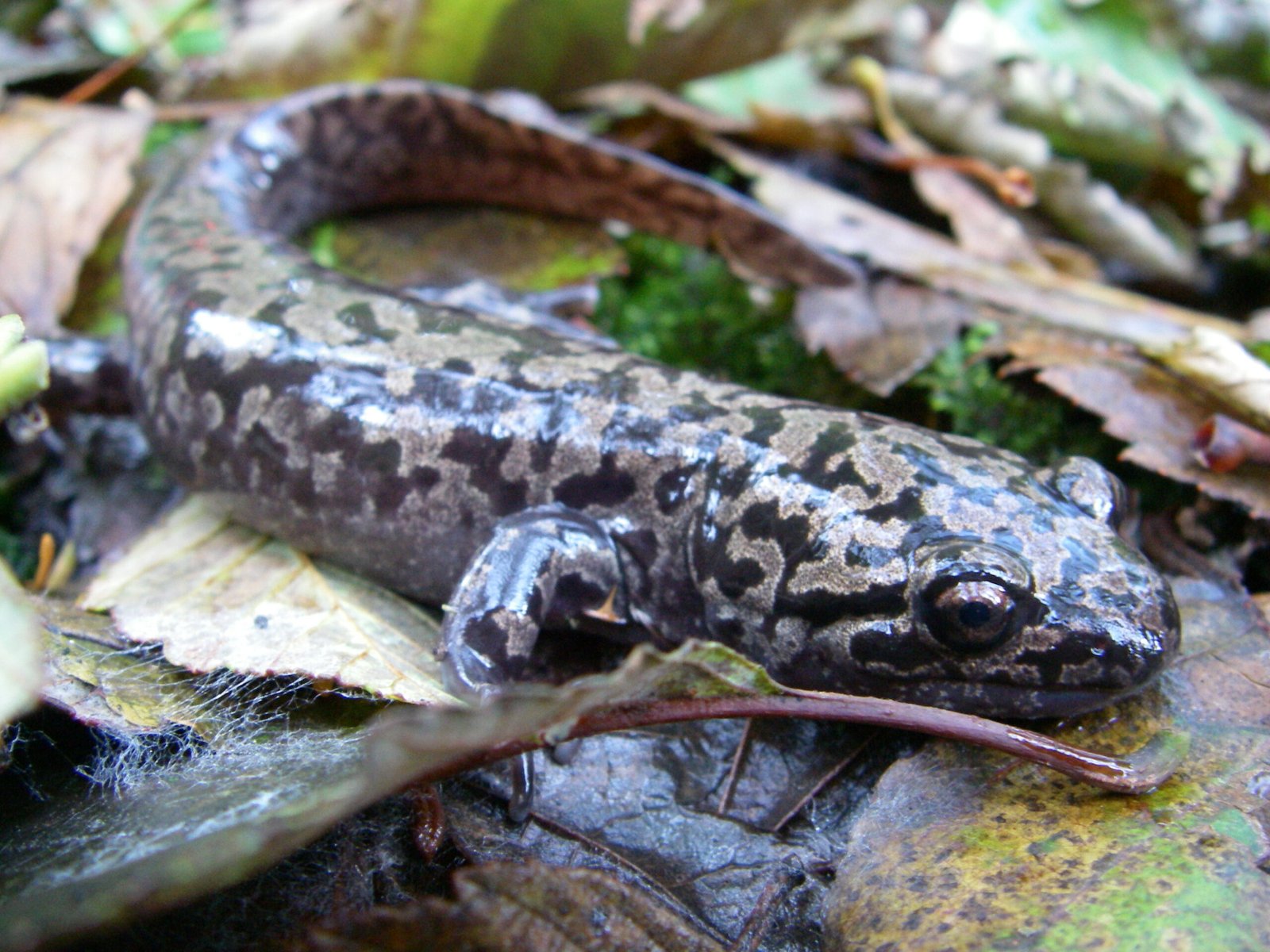 Pacific Giant Salamander - The Forest's Gentle Giant (image credits: wikimedia)