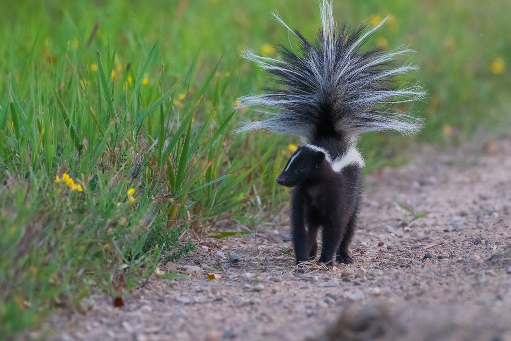 Western Spotted Skunk - The Acrobatic Sprayer (image credits: flickr)