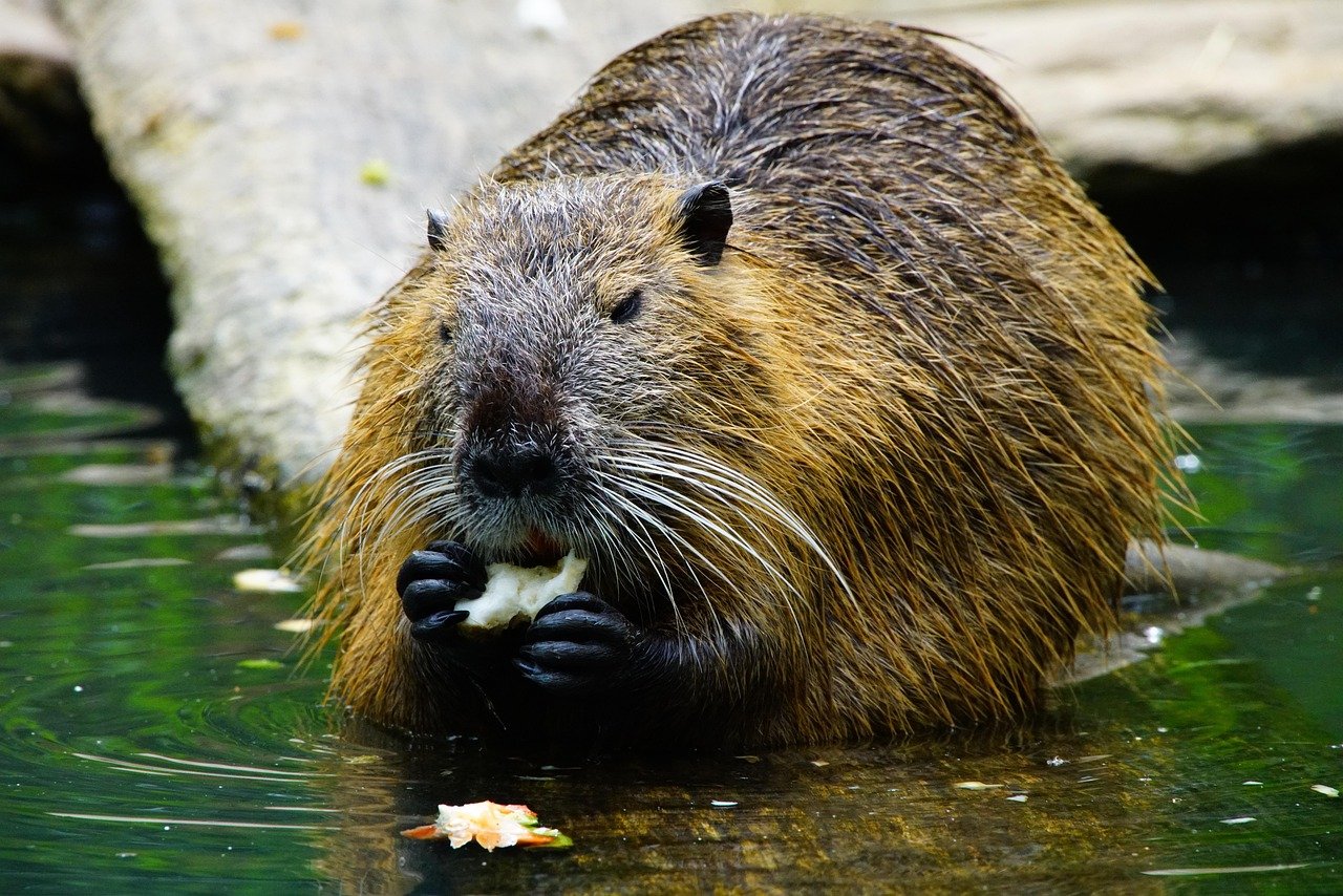 Mountain Beaver - The Misnamed Digger (image credits: pixabay)
