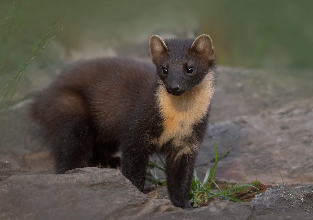 American Marten - The Tree-Climbing Predator (image credits: flickr)