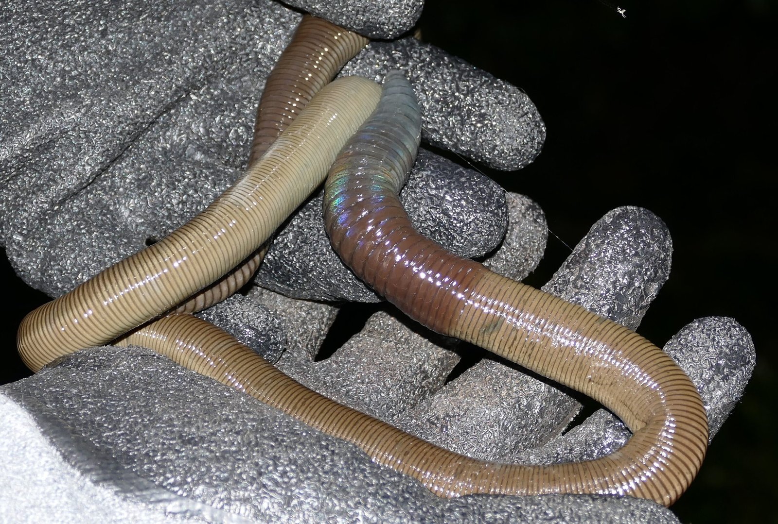 Oregon Giant Earthworm - The Underground Mystery (image credits: wikimedia)