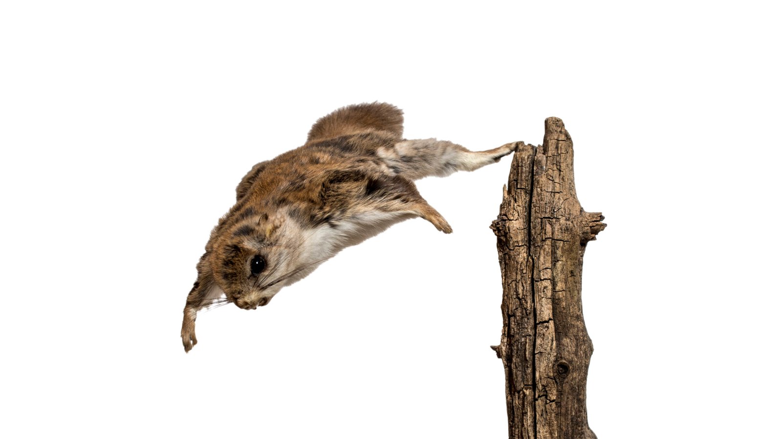 Northern Flying Squirrel - The Midnight Glider (image credits: wikimedia)