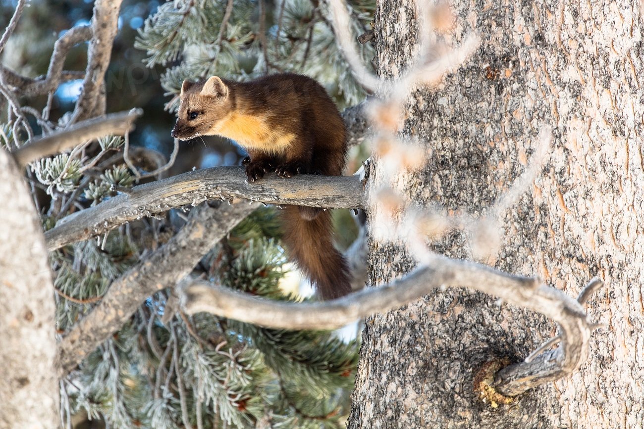Humboldt Marten - The Coastal Forest Wanderer (image credits: rawpixel)