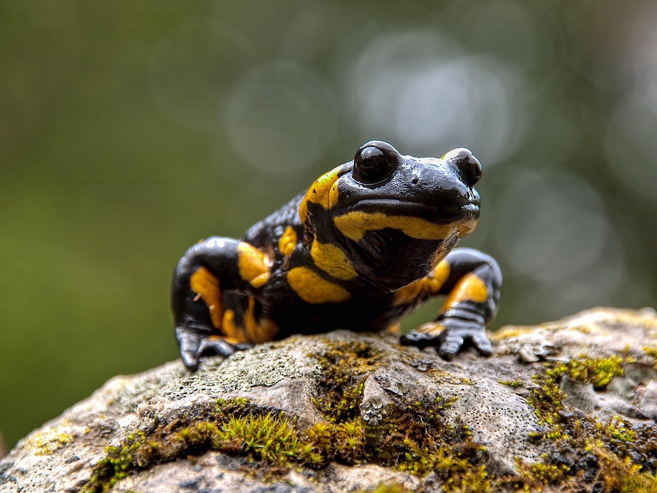 Long-Toed Salamander - The Alpine Survivor (image credits: pixabay)
