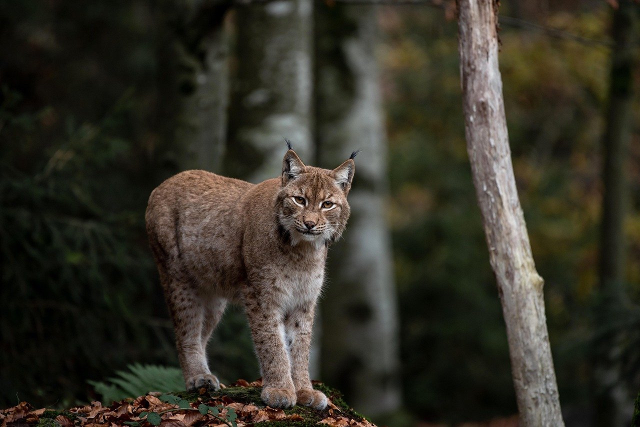 Canada Lynx - The Phantom Feline (image credits: pixabay)