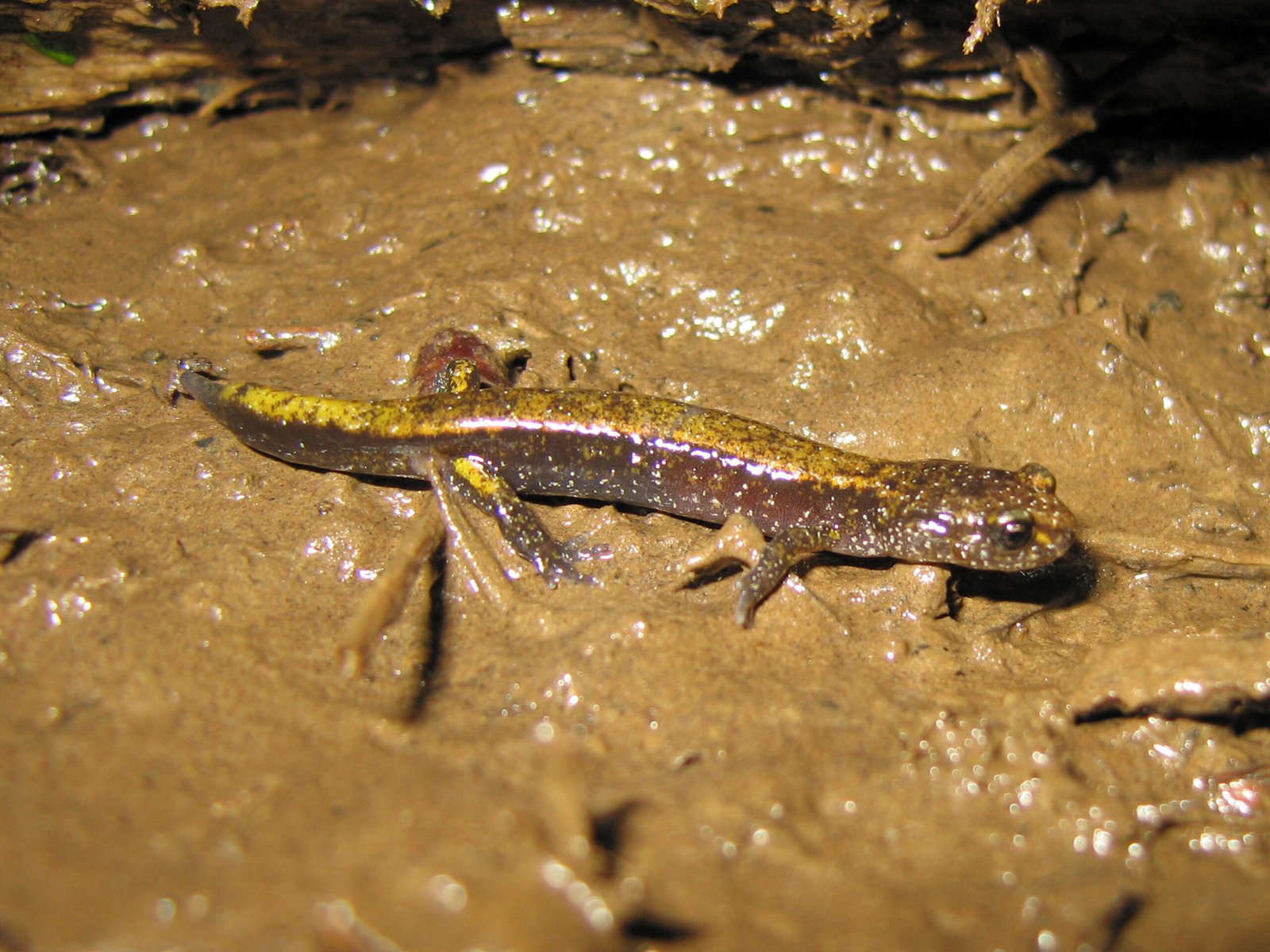 Dunn's Salamander - The Rocky Stream Dweller (image credits: wikimedia)
