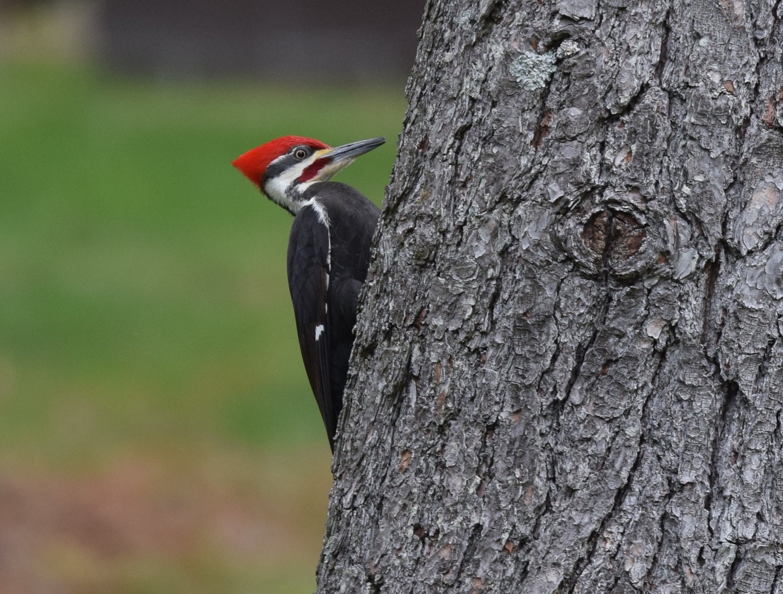Pileated Woodpecker - The Forest Sculptor (image credits: wikimedia)