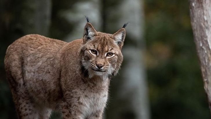12 Creatures You Didn't Know Lived in Oregon's Forests