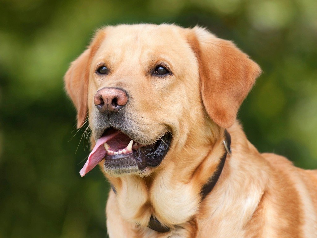 Labrador Retriever (image credits: rawpixel)