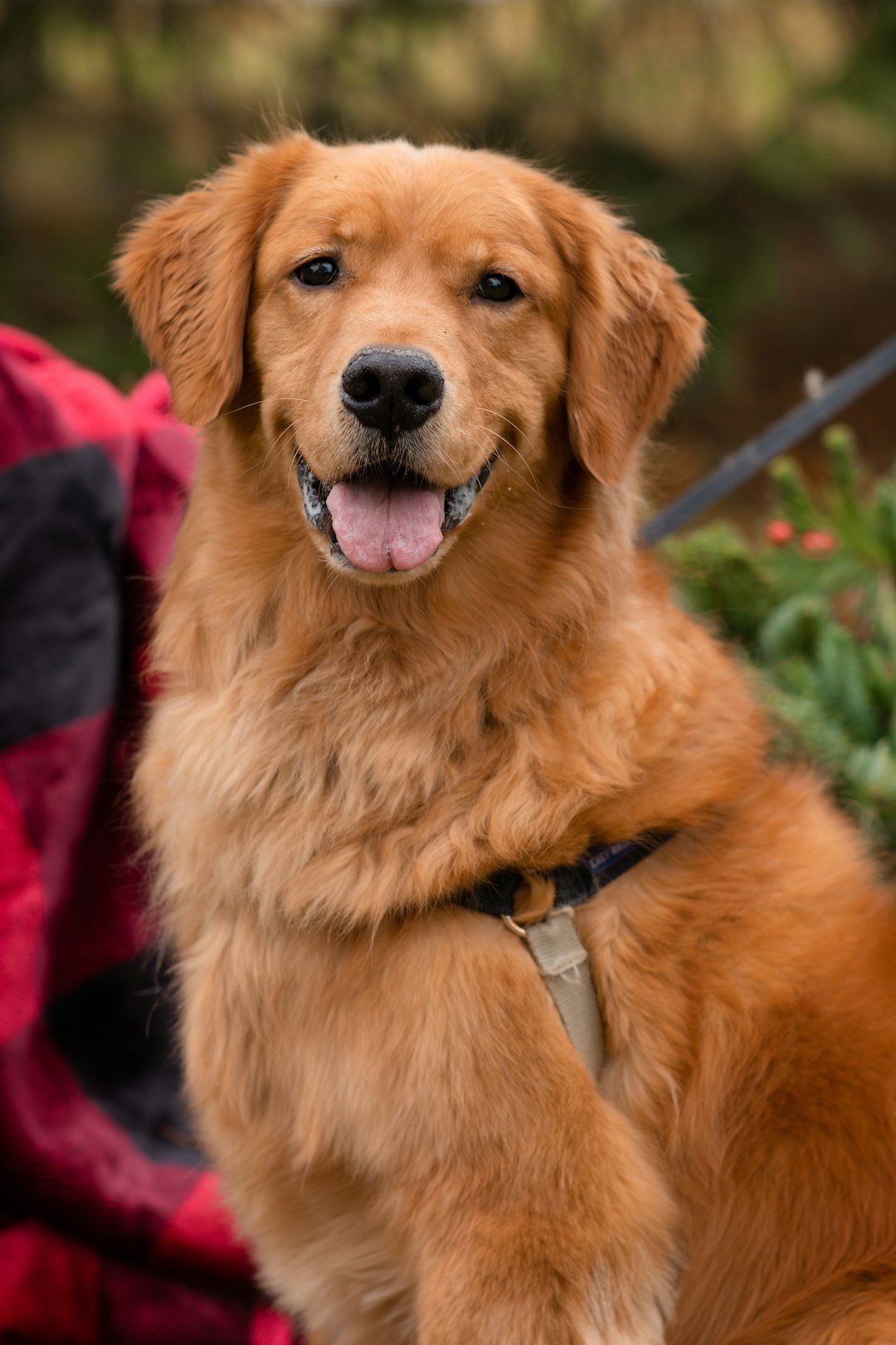 Golden Retriever (image credits: unsplash)