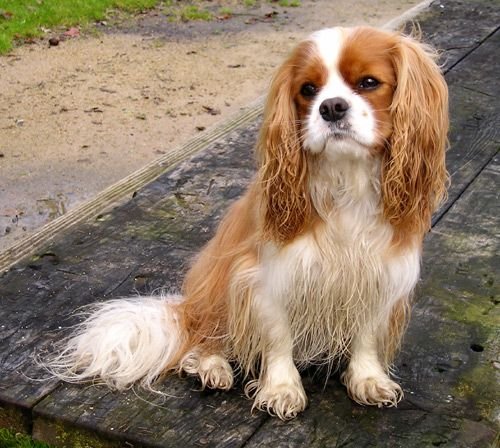 Cavalier King Charles Spaniel (image credits: wikimedia)