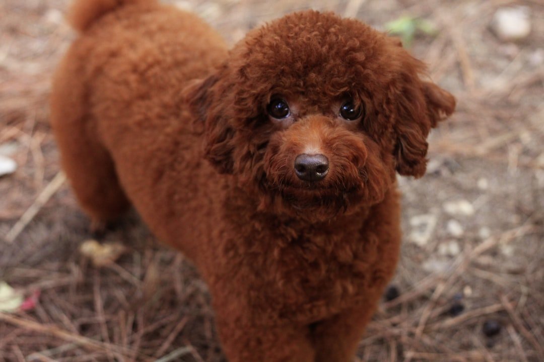 Standard and Miniature Poodle (image credits: unsplash)