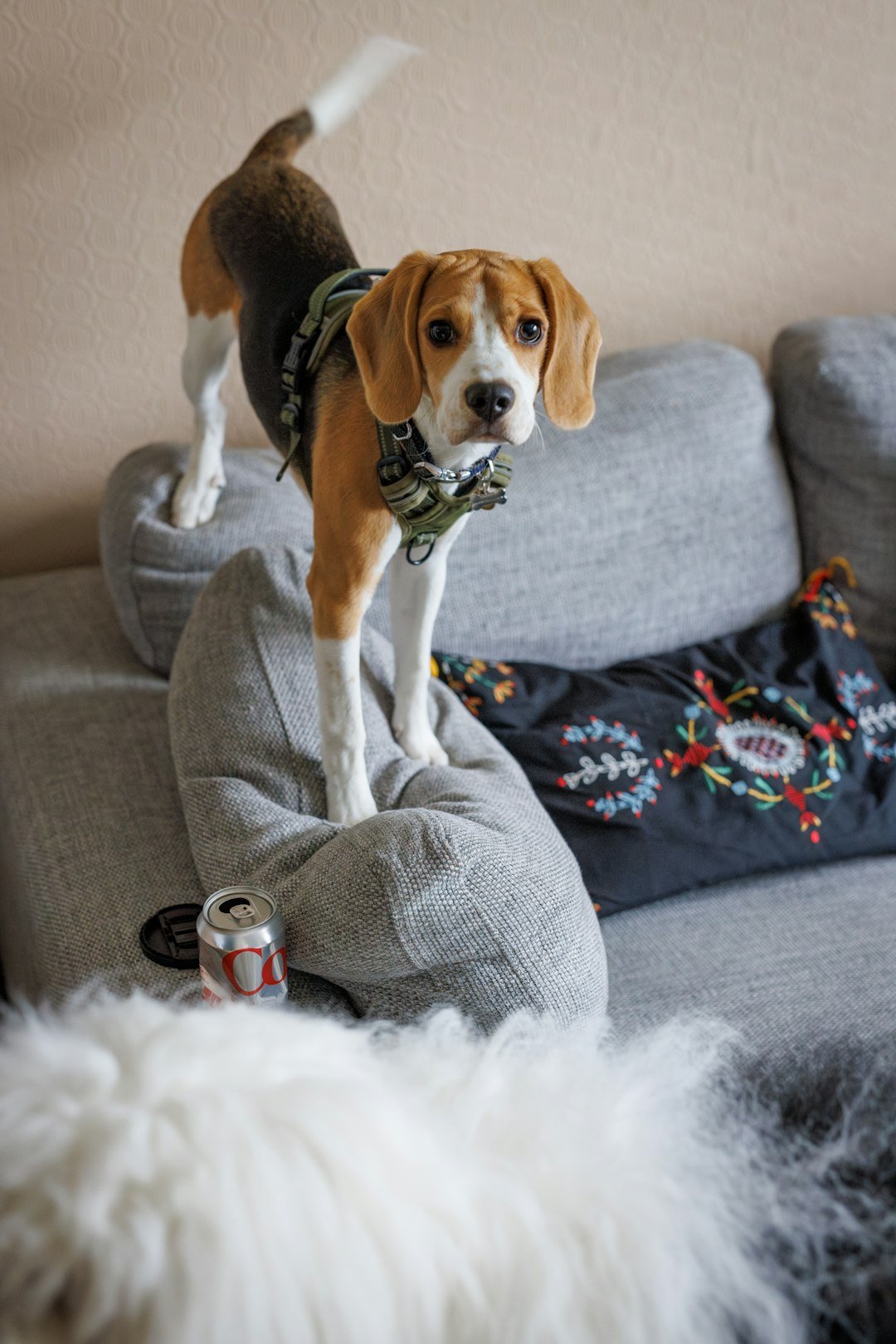 Beagle (image credits: unsplash)