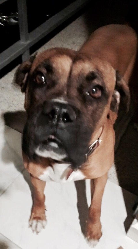 Boxer (image credits: wikimedia)