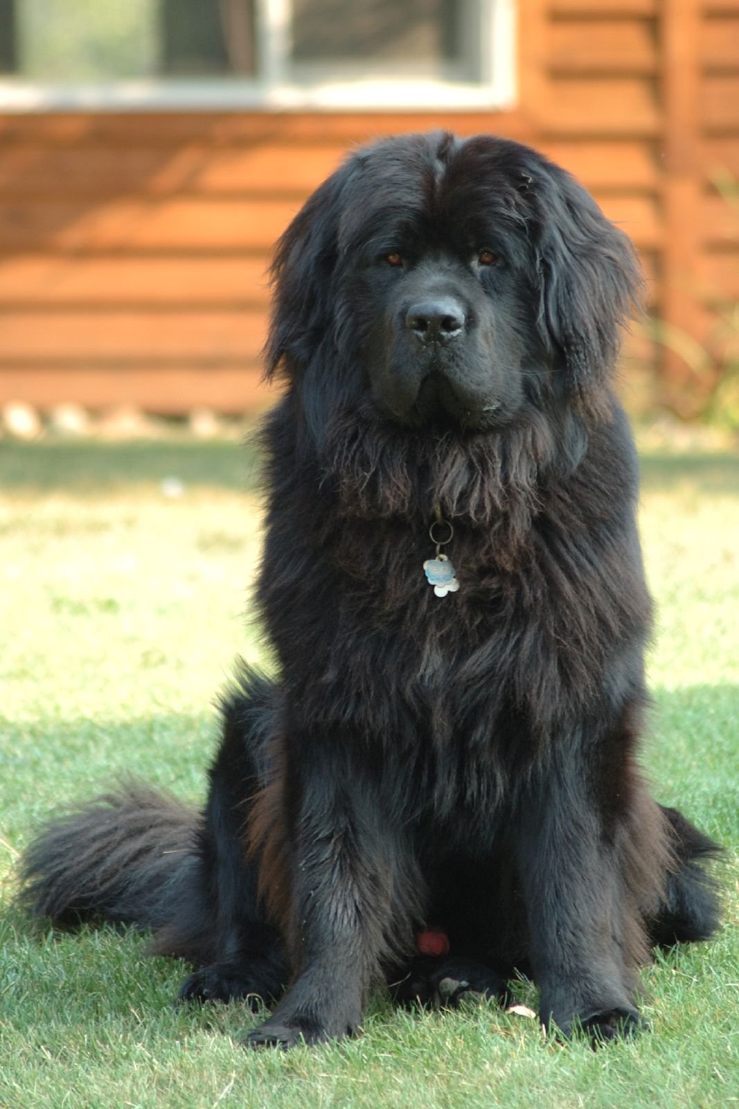 Newfoundland (image credits: wikimedia)