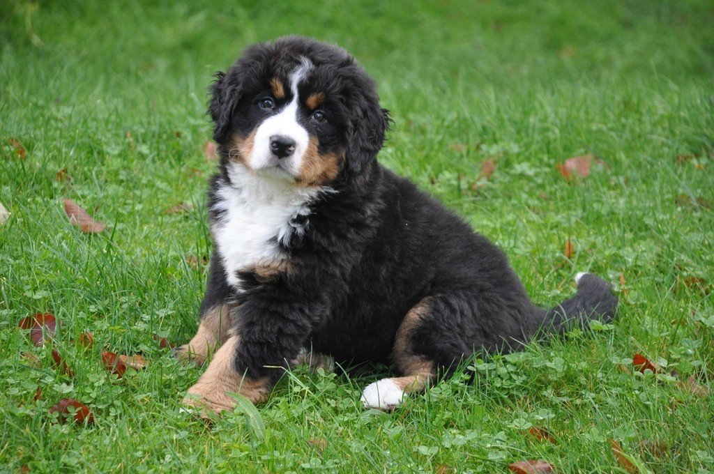 Bernese Mountain Dog (image credits: rawpixel)
