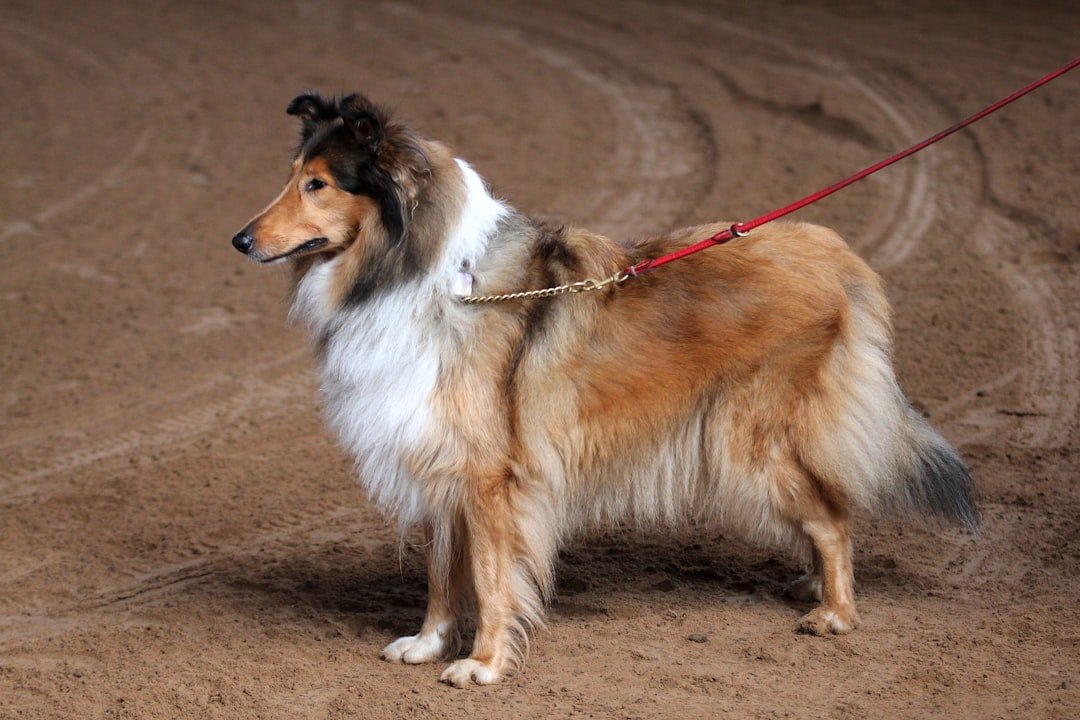 Collie (Rough or Smooth) (image credits: unsplash)