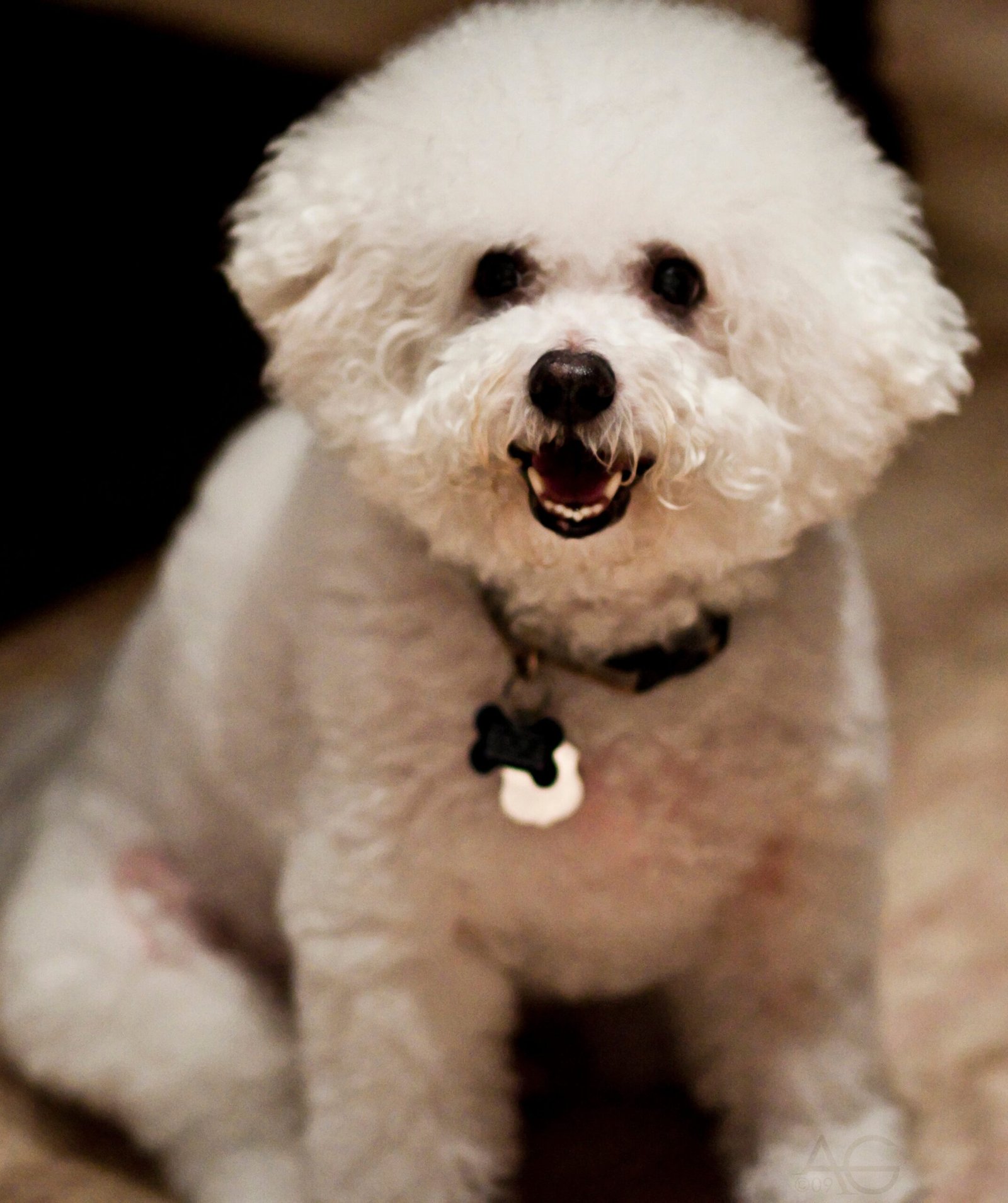 Bichon Frise (image credits: wikimedia)