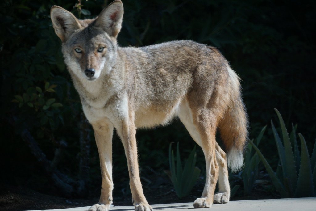 The Predator Highway Running Through Your Backyard (image credits: flickr)