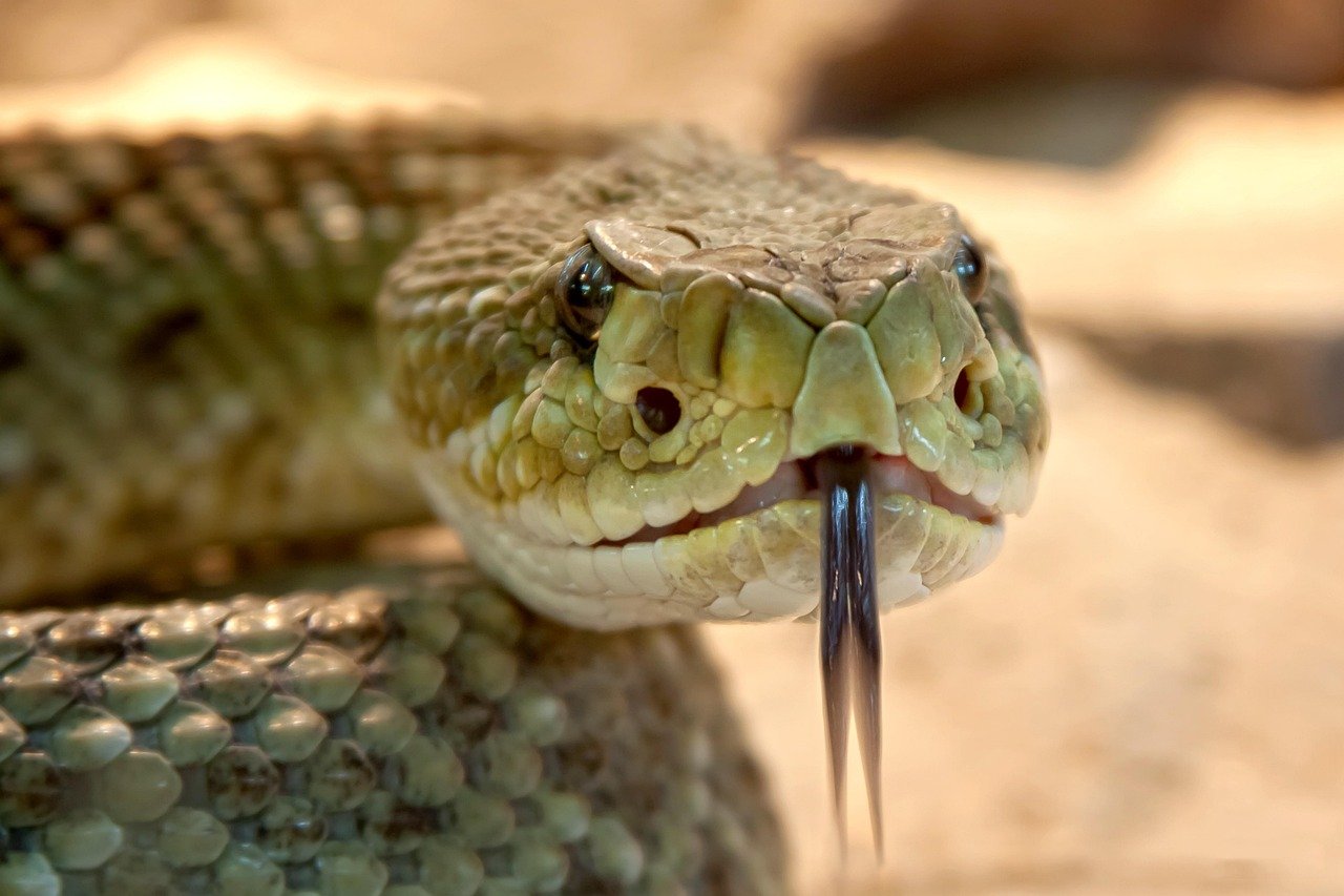The Venomous Surprise in Your Garage (image credits: pixabay)