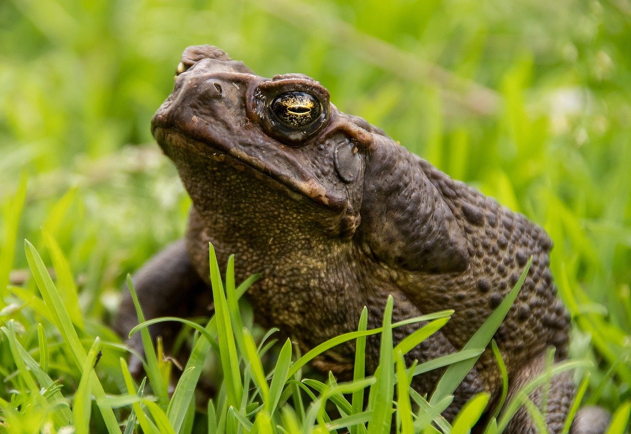 The Toxic Toad Terror After Rain (image credits: pixabay)