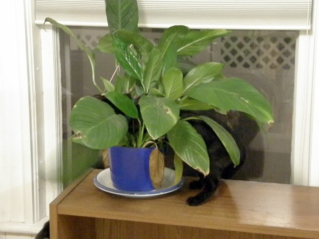 The Houseplant Horror Show (image credits: flickr)