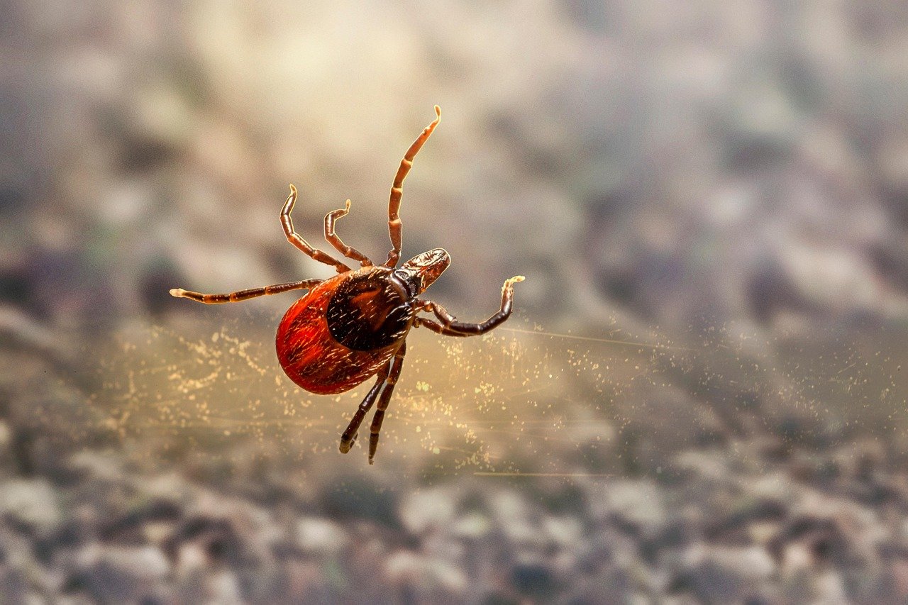 The Pest Problem That Never Sleeps (image credits: pixabay)